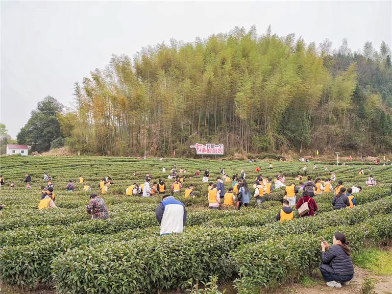 霍山县凡冲村：茶旅融合绘就乡村振兴新画卷