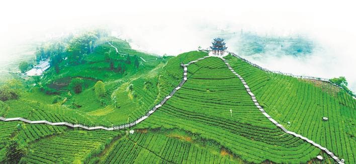 伍家台贡茶 “宠”爱有加