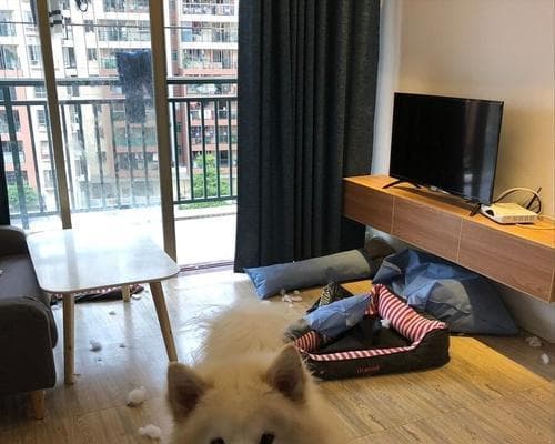 萨摩耶的科学饲养指南（除了狗粮，你还能给萨摩耶喂什么？）