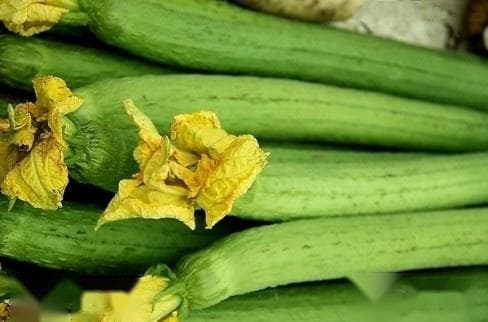 丝瓜的药用价值：从果实到藤蔓的全面解析