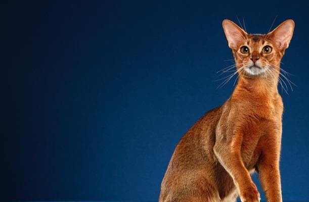 阿比西尼亚猫的饲养指南：从喂养到训练，全面了解这种独特猫咪的生活方式