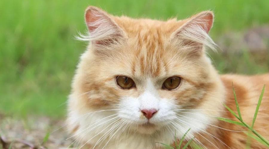 猫咪耳朵的秘密：三种姿态背后的情绪密码
