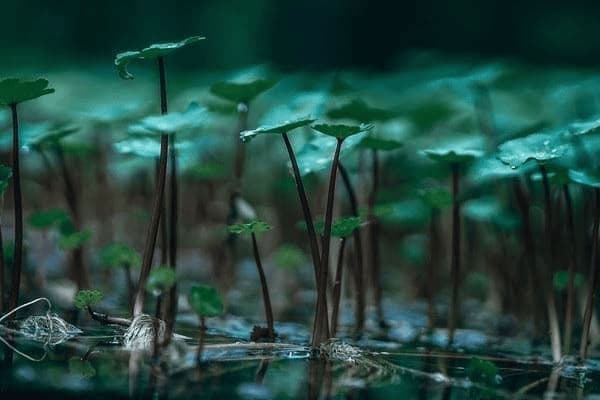 华为手表如何测量血氧饱和度
