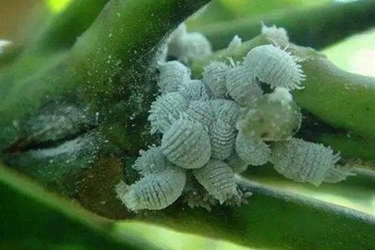 介壳虫防治全攻略：有效药物与综合管理方法