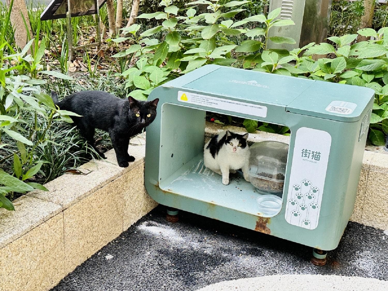 小区里的流浪猫如何科学喂养？从58只锐减至15只，这些社区分享流浪猫治理有效经验