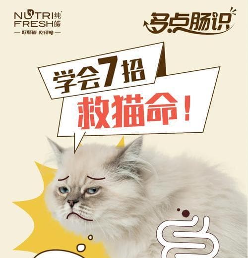 小猫肠胃调理指南：有效的饮食管理方法，让小猫健康成长