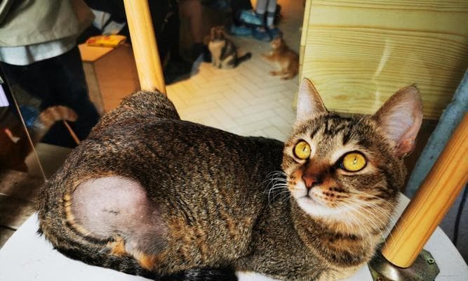 猫咪脚突然肿了，你需要知道的原因和应对方法（常见的猫咪脚肿原因）