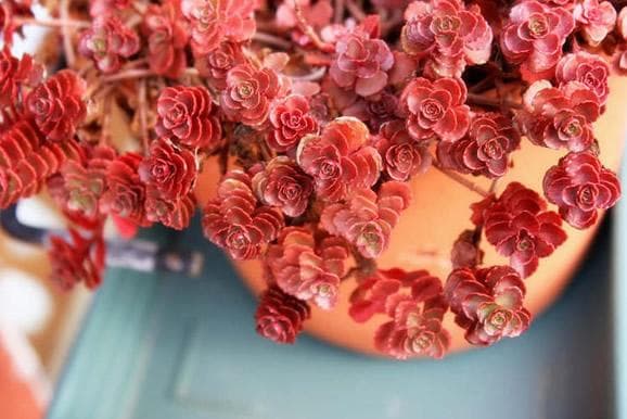 【多肉花卉】花卉的养植方法 多肉植物怎么养