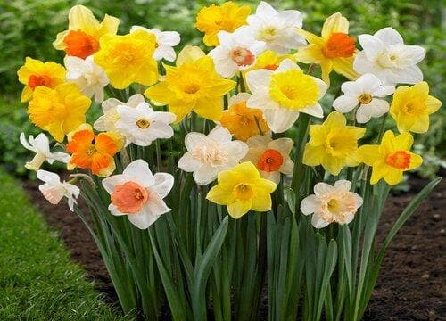 洋水仙花期养护全攻略：从花期到后期处理