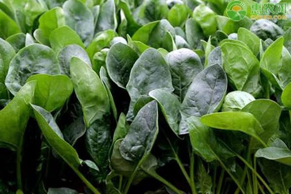 秋季种植指南：20种适合秋季种植的蔬菜及播种时间