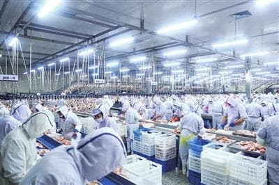 辽宁沈阳：百亿元产值里的无限生“鸡”