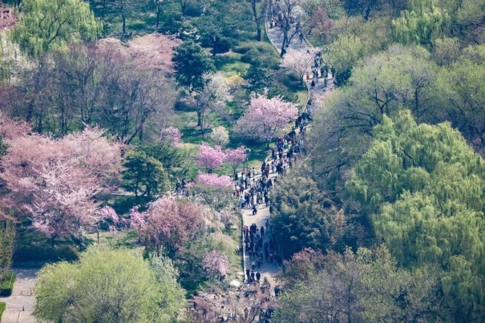 错过等一年，北京公园赏花点位推荐