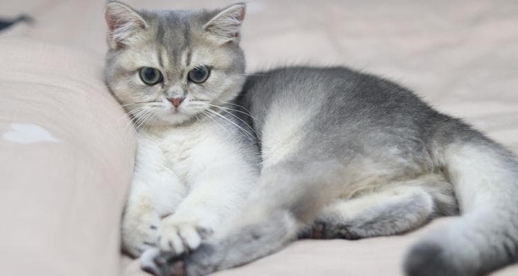 如何判断宠物猫咪的胖瘦（15个判断宠物猫咪胖瘦的方法及建议）