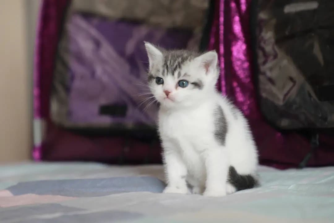 小猫鼻头毛发脱落的原因及处理方法