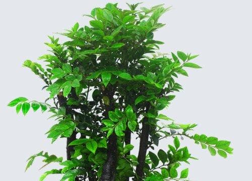 小叶紫檀的风水寓意和摆放位置