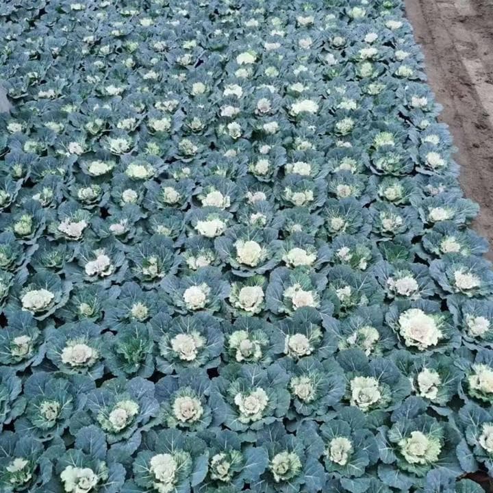 羽衣甘蓝是一年生还是多年生