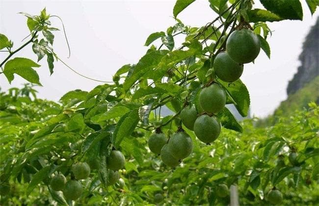 百香果种植环境与条件详解