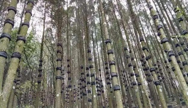 有了林权证，林地就可以永久拥有了吗?林权证使用年限是多久！