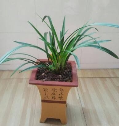 冬季室内养兰花，记住一个“原则”，苗壮花蕾多，开花成串长爆盆