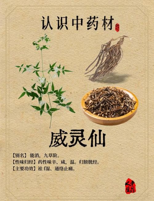 威灵仙的作用与功效,古老中草药的现代魅力