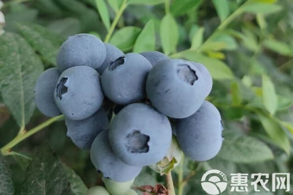 薄雾和奥尼尔哪个好种？