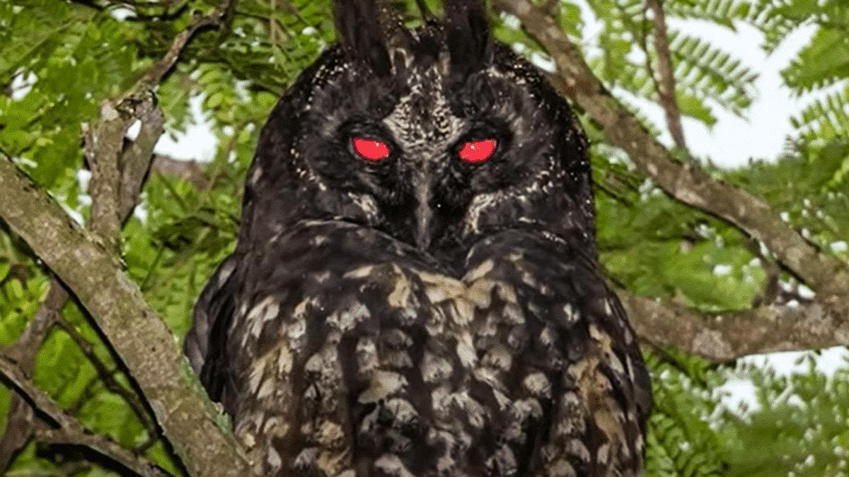 冥河猫头鹰：揭开其深红色眼睛的神秘面纱