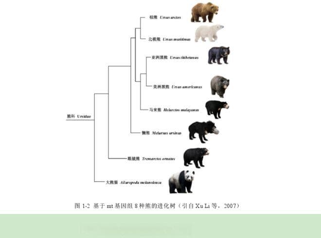 从“熊”到“亚洲黑熊”：是怎样进化和分类的？