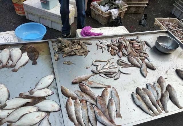 5元一斤的鲐鲅鱼跟鲅鱼不一样，老渔民：别看刺少肉多，可不能乱吃