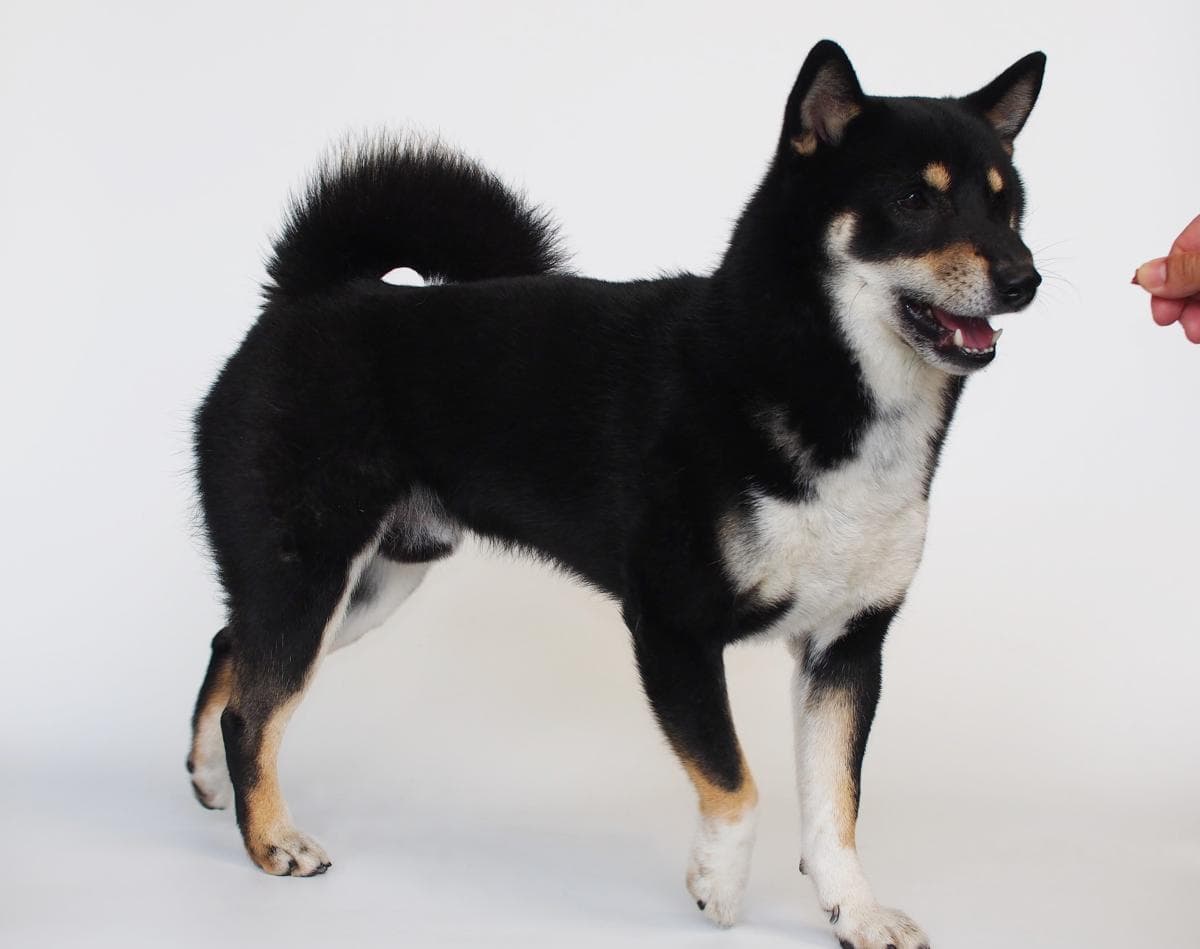 揭秘犬类遗传：双亲均为黑狗，白狗后代毛色遗传之谜