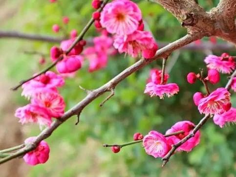 梅花红梅养殖方法有哪些？怎么栽培和管理？