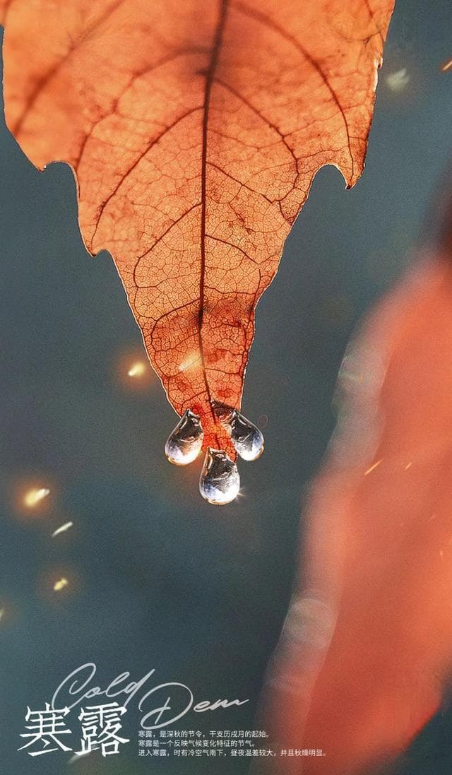 二十四节气之寒露：华光苒苒，珠露瀼瀼