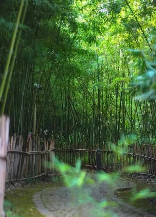 避暑好去处，上海的这些竹林带你享受清凉一夏