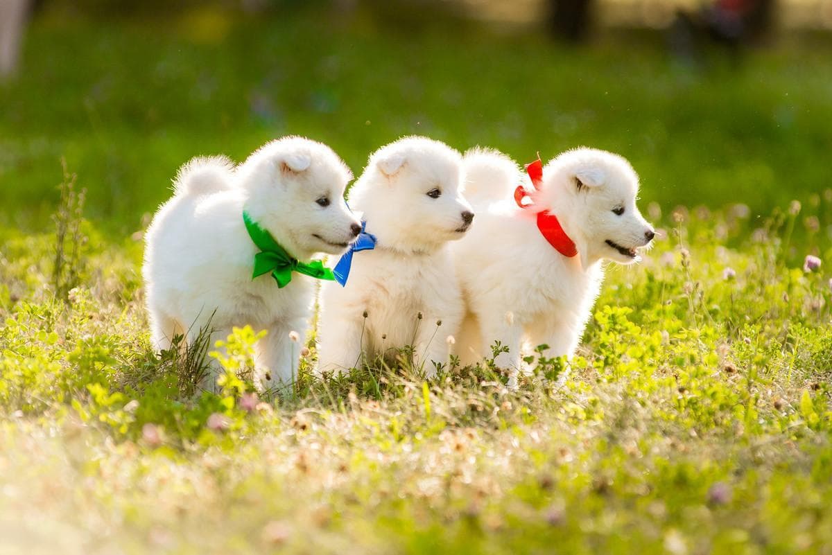 犬皮肤真菌病：症状、诊断与防治全攻略