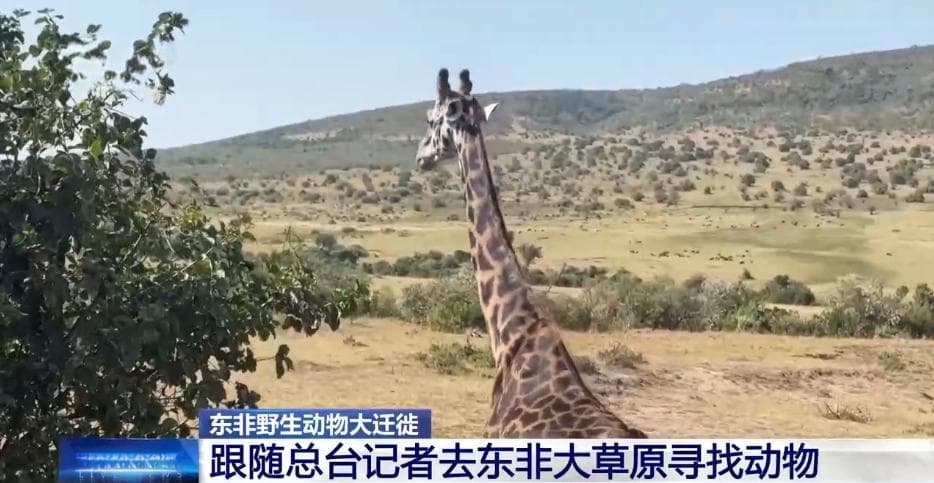壮观而惊险！百万动物大军上演"天国之渡"