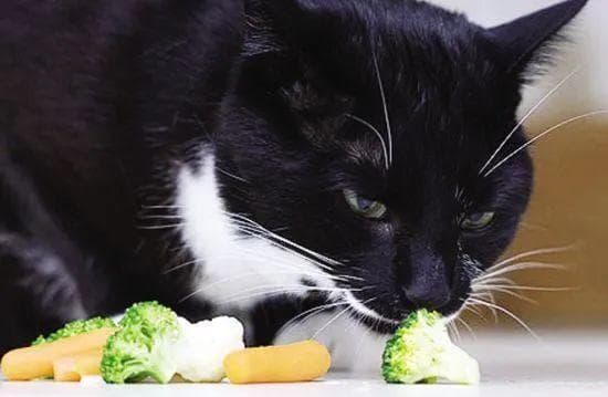 猫咪能吃哪些蔬菜？这些蔬菜绝对不能碰！