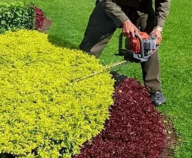 园林植物如何修剪，才能达到最美的效果？