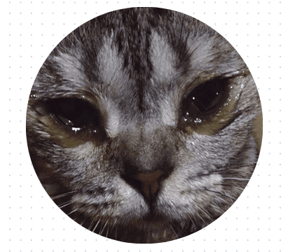 氧宠科普：小奶猫眼睛睁不开有分泌物怎么办？