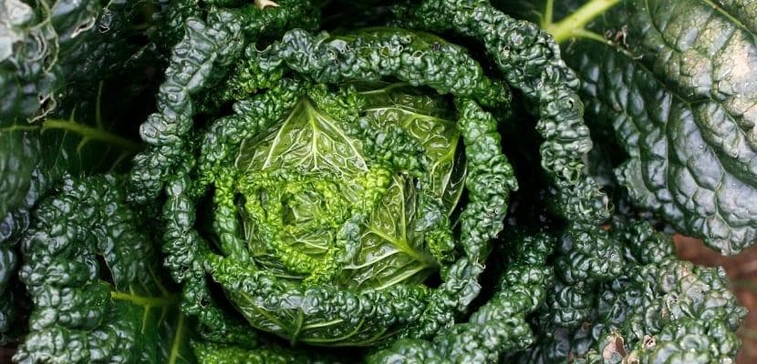 了解羽衣甘蓝的好处和特性：明星超级食品