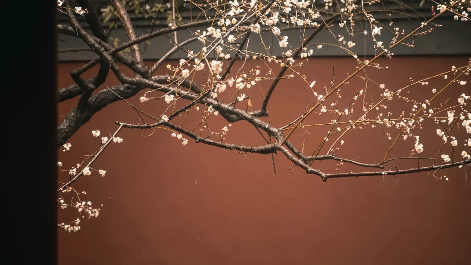 成都春季赏花攻略：杜甫草堂、浣花溪等9大景点详解