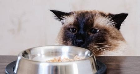 宠物猫可以吃菜吗？从多个角度解析猫咪的饮食习惯
