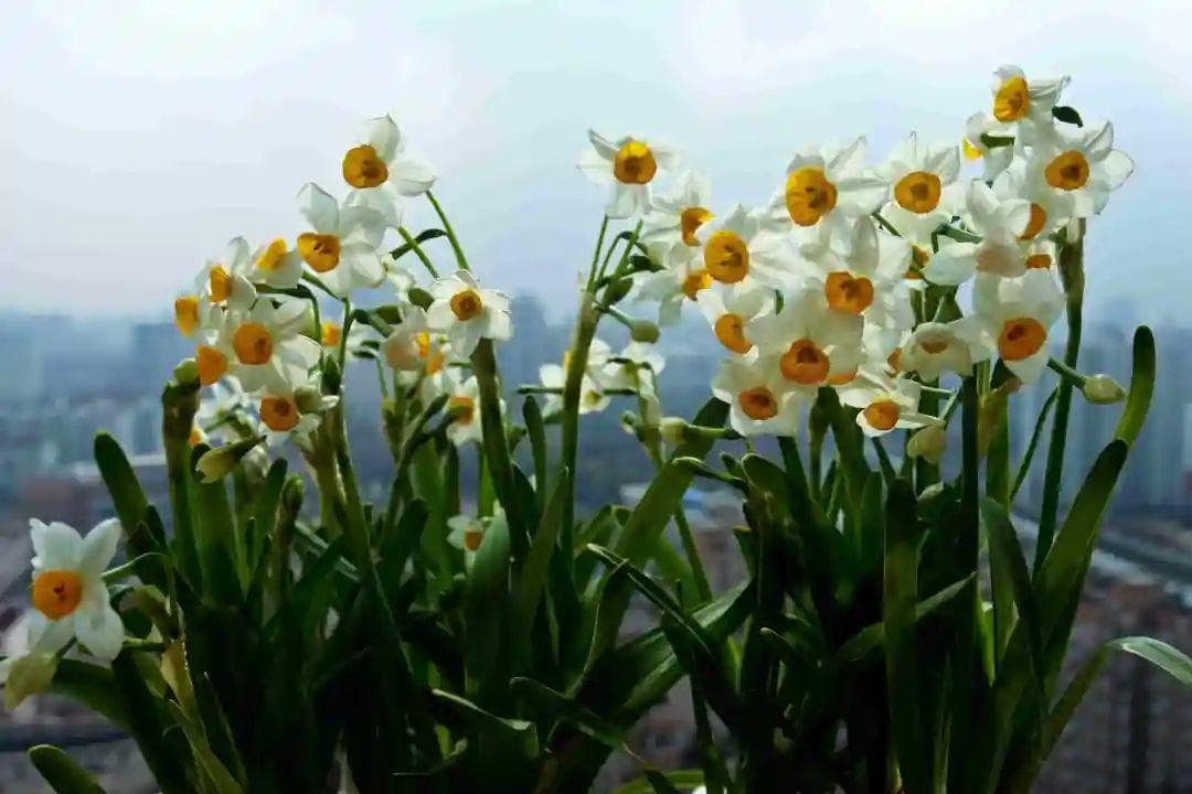 水仙花怎么养的好，教你几个方法就能花开不断！