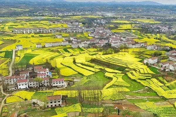 2024汉中油菜花最佳观赏时间及最佳观赏地