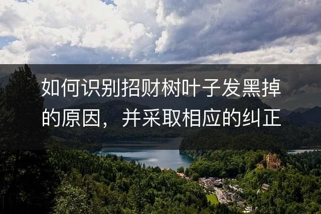 温度过低光照不足，招财树叶片发黑的防治要点