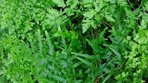 海金沙的功效与作用：传统中药的多重药用价值