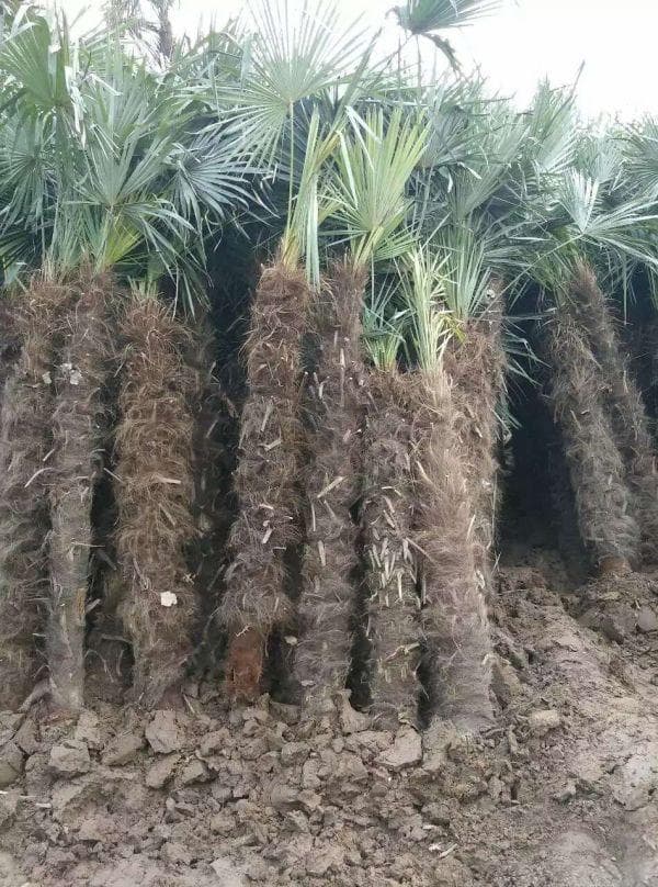棕榈树怎么种植？棕榈的种植管理注意事项