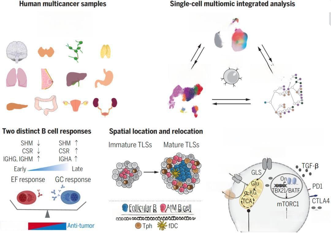 《Science》《Cell》连发：中山医院团队揭示肿瘤免疫新机制