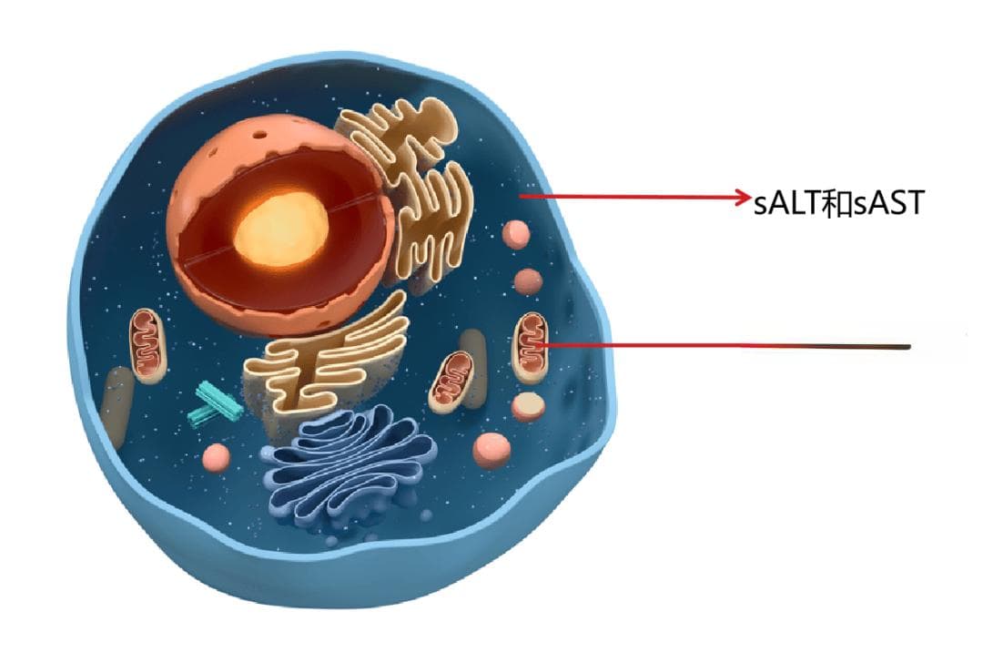 肝功能指标 AST 和 ALT 分不清？一文帮你搞定！