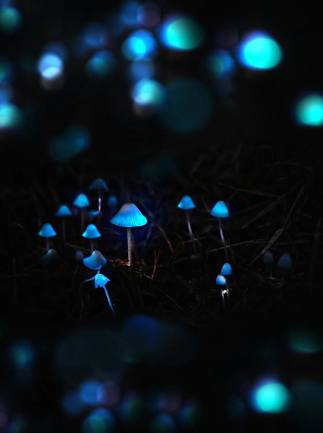 揭秘森林中的发光蘑菇：自然界的奇幻灯光秀
