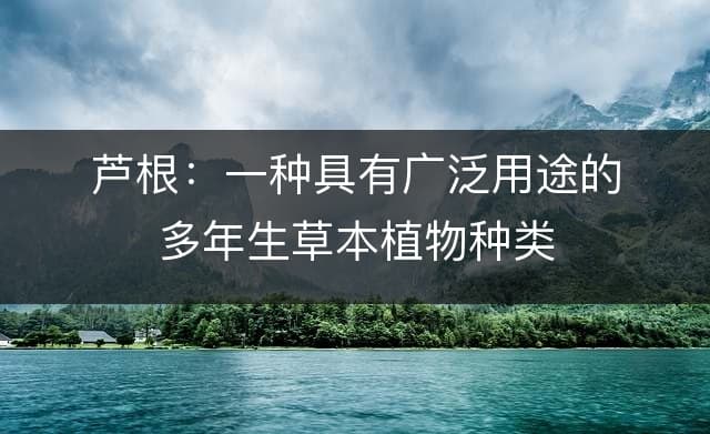 芦根：一种具有广泛用途的多年生草本植物种类