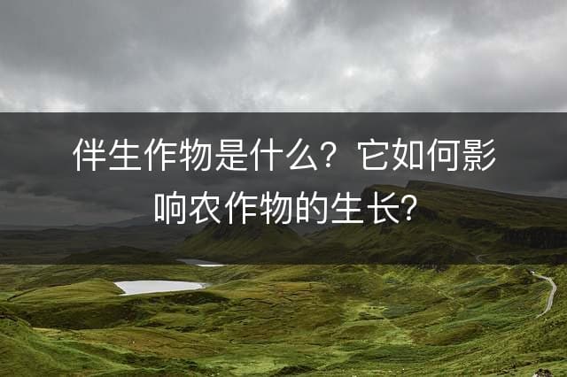 伴生花：一种提升农作物产量的生态农业实践